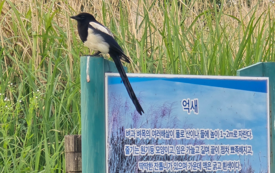 억새.jpg