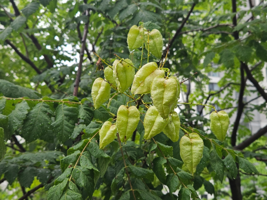 염주알.jpg