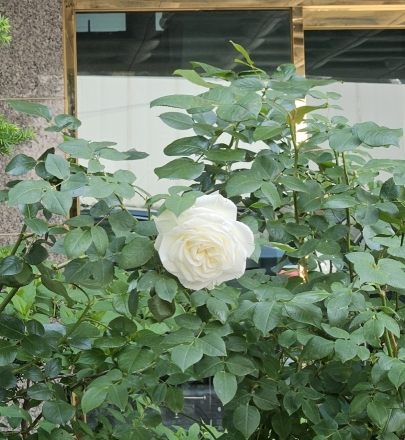 장미 축제