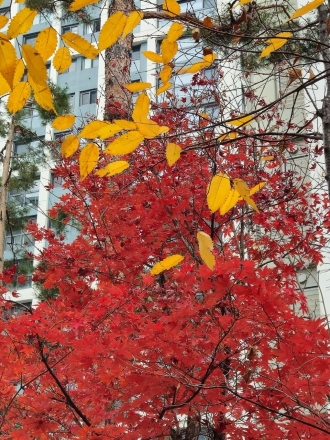 이웃사촌