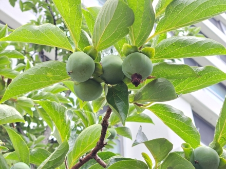 김칫국