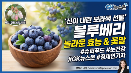 '신이 내린 보라색 선물' 블루베리, 숨겨진 꽃말과 놀라운 효능은?