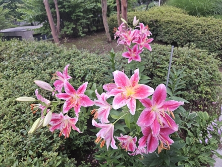 웃는 상