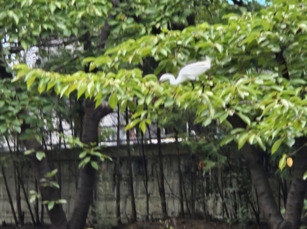 원격 조준