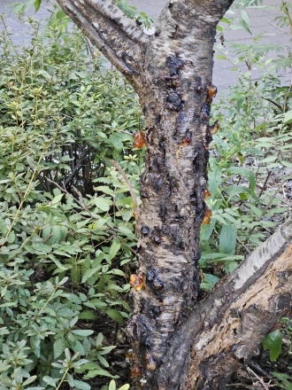 멍울