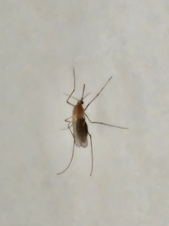 주문